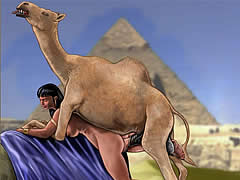 Camel fucks Egyptian girls