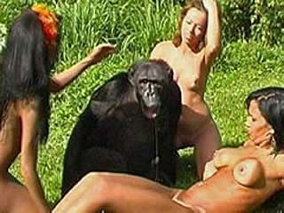 cheerful party on the lawn with chimpanzee and...